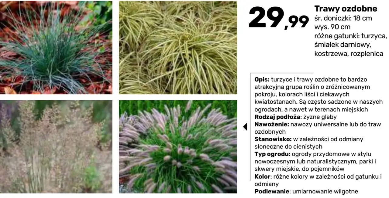Trawy ozdobne (turzyca, śmiałek darniowy, kostrzewa, rozplenica)
