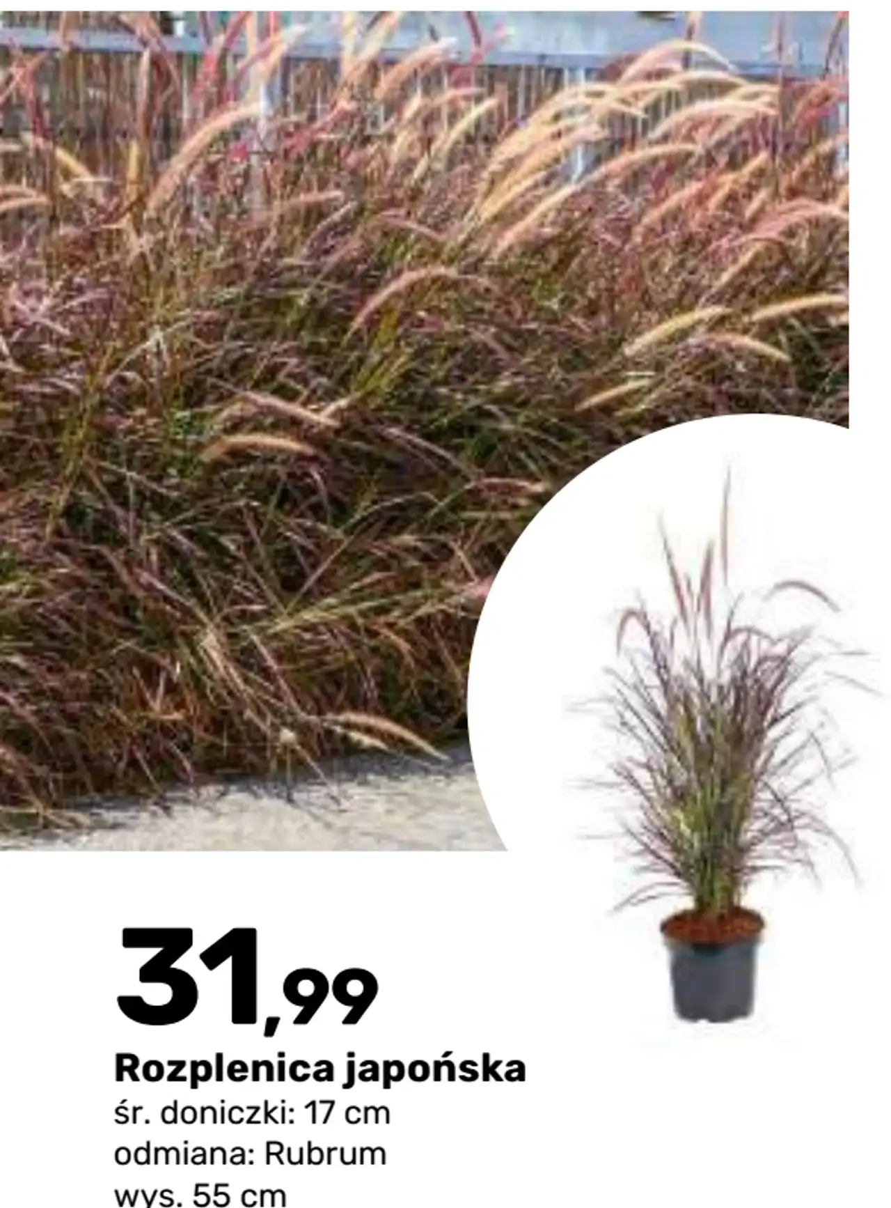 Rozplenica japońska odmiana Rubrum, śr. doniczki: 17 cm, wys. 55 cm