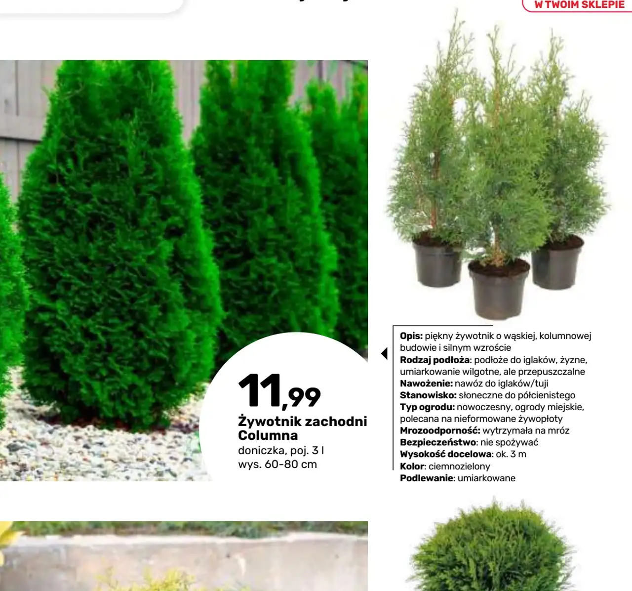 Żywotnik zachodni Columna doniczka, poj. 3 l wys. 60-80 cm