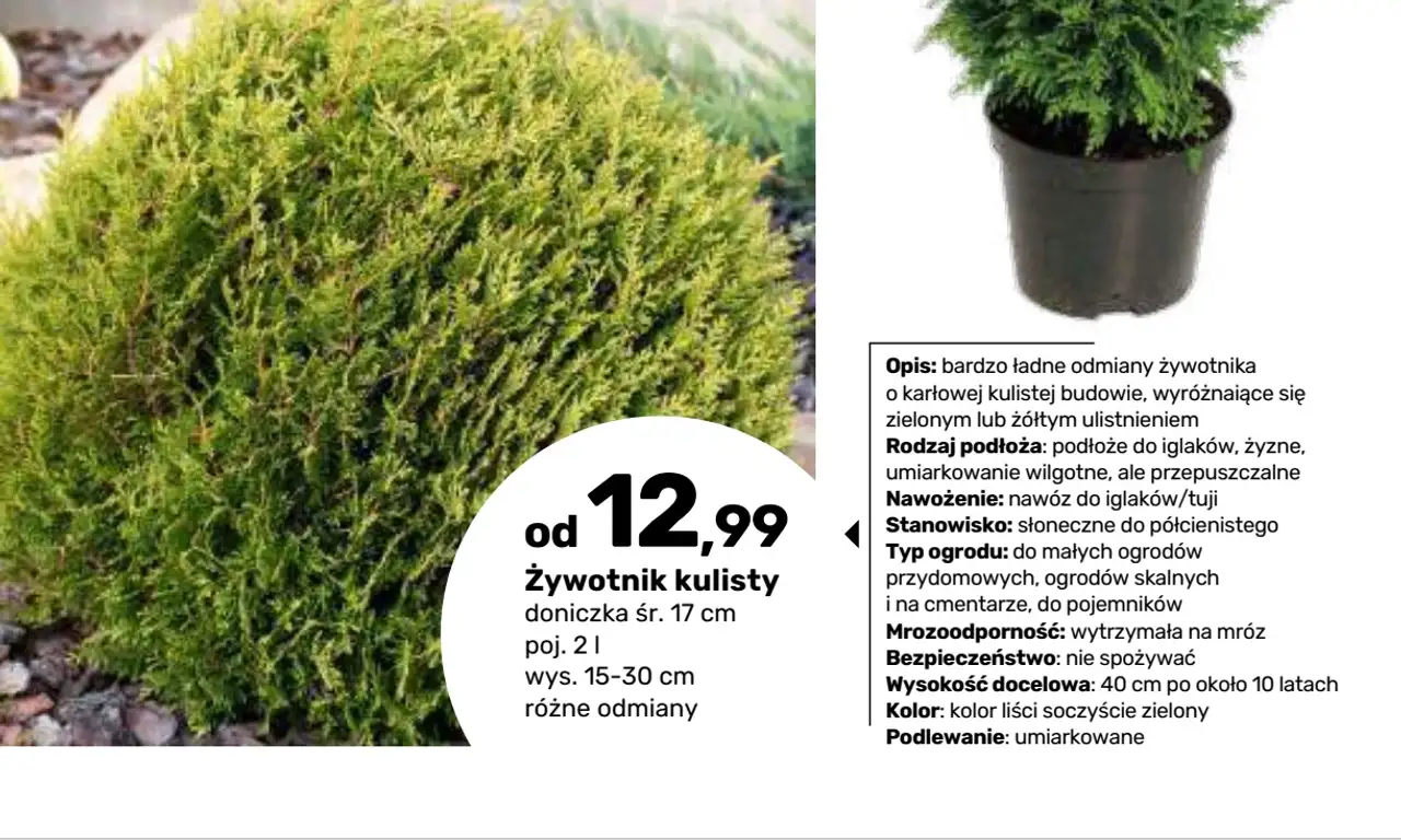 Żywotnik kulisty doniczka śr. 17 cm poj. 2 l wys. 15-30 cm
