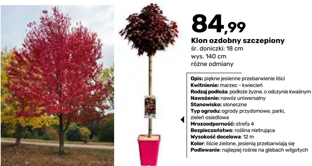 Klon ozdobny szczepiony