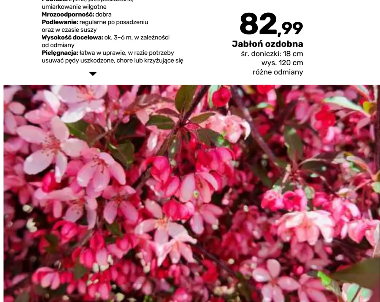 Jabłoń ozdobna śr. doniczki: 18 cm wys. 120 cm