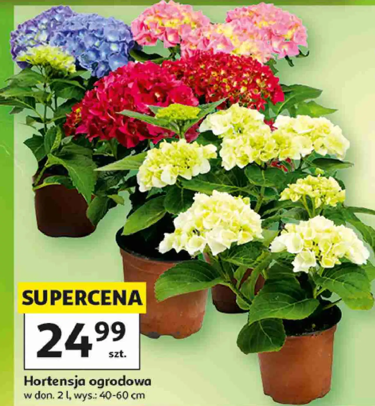 Hortensja ogrodowa w don. 2 l, wys.: 40-60 cm