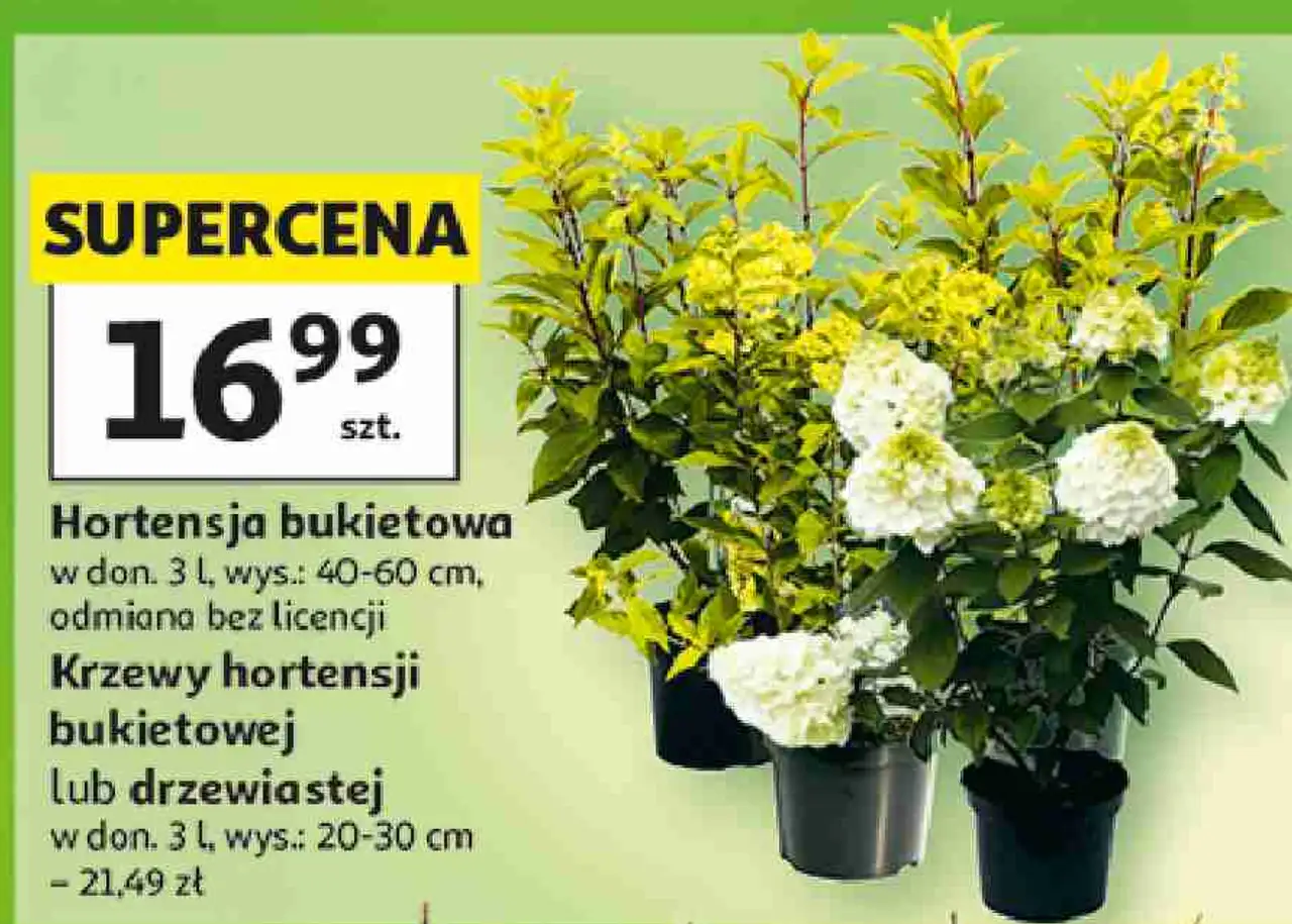Hortensja bukietowa w don. 3 l, wys.: 40-60 cm lub Krzewy hortensji bukietowej lub drzewiastej w don. 3 l, wys.: 20-30 cm