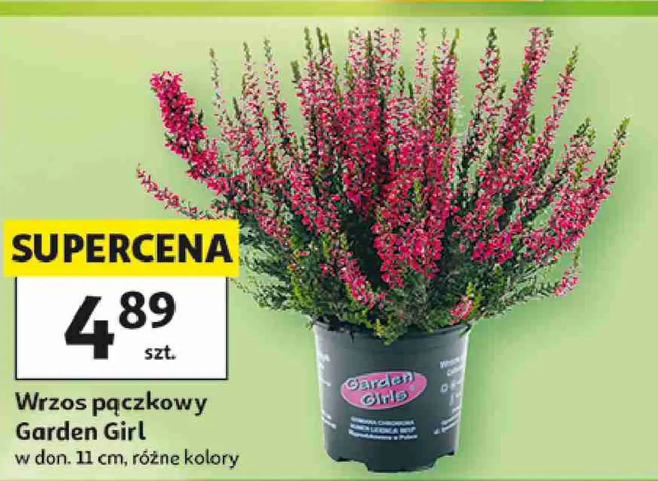 Wrzos pączkowy Garden Girl w don. 11 cm, różne kolory
