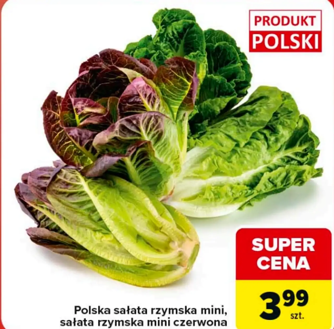 Polska sałata rzymska mini, sałata rzymska mini czerwona