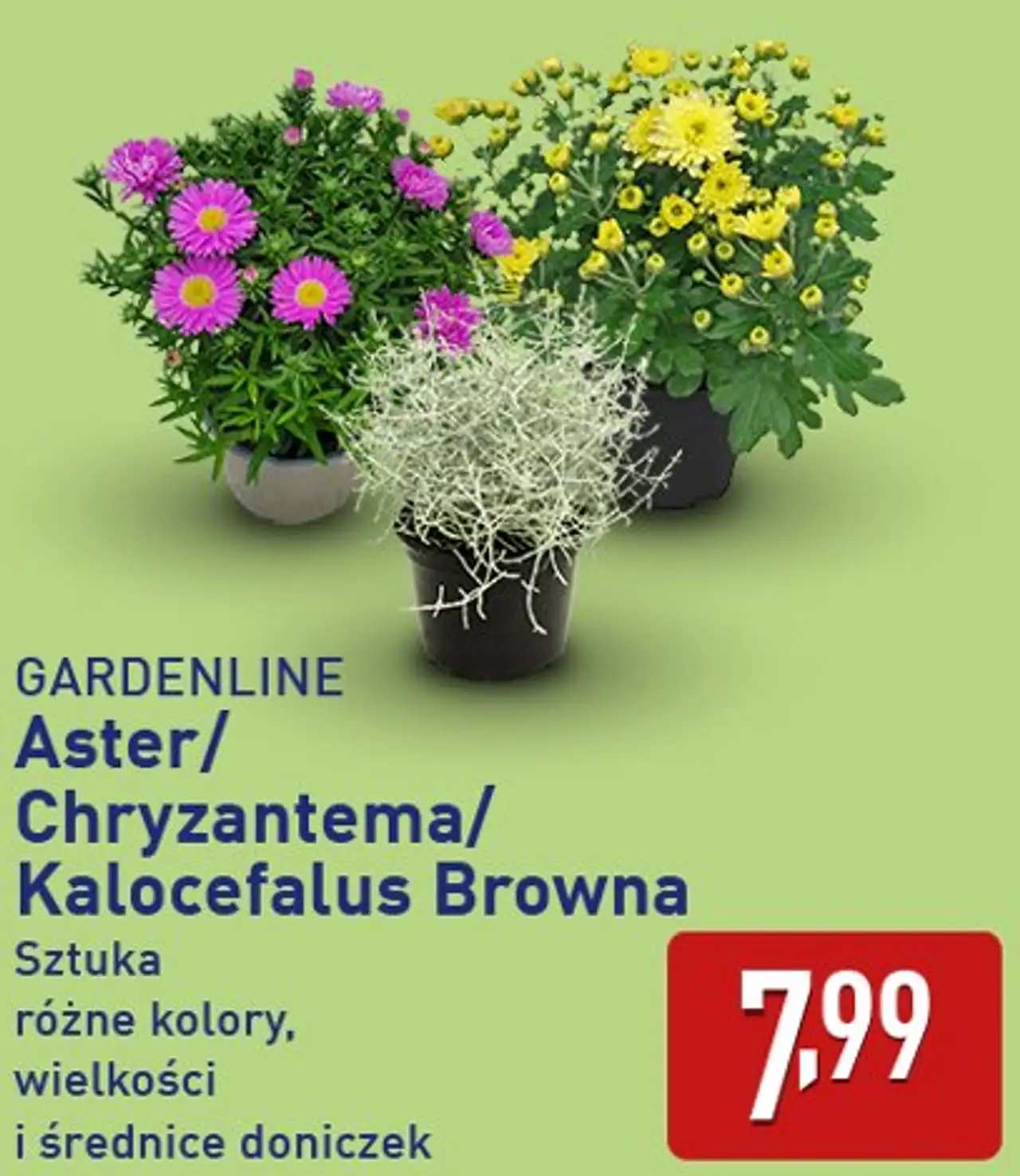Gardenline Aster/ Chryzantema/ Kalocefalus Browna