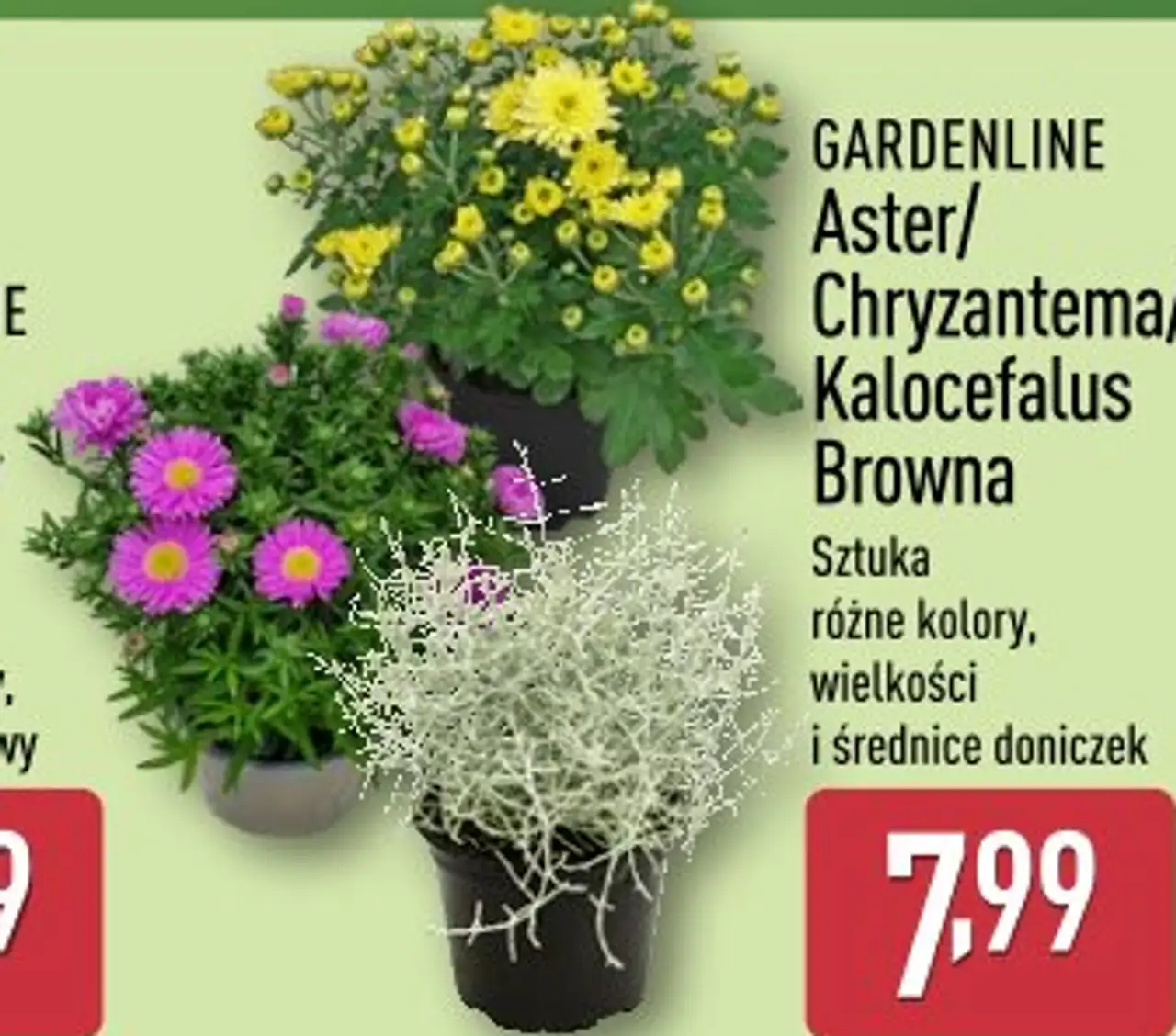 GARDENLINE Aster/Chryzantema/Kalocefalus Browna