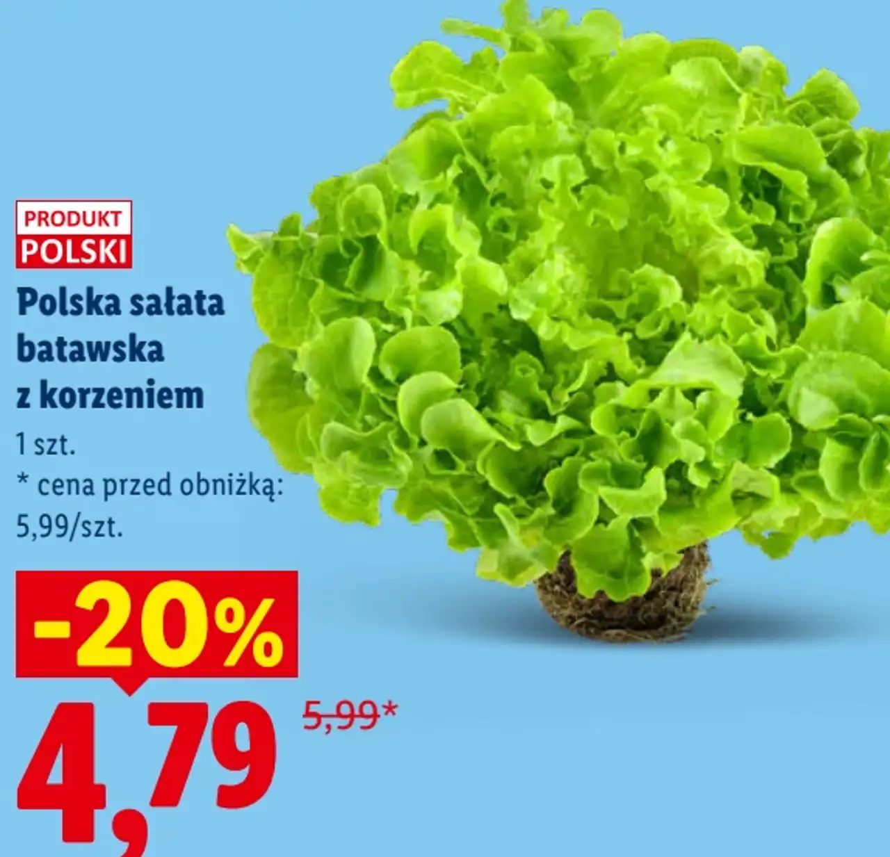 Polska sałata batawska z korzeniem