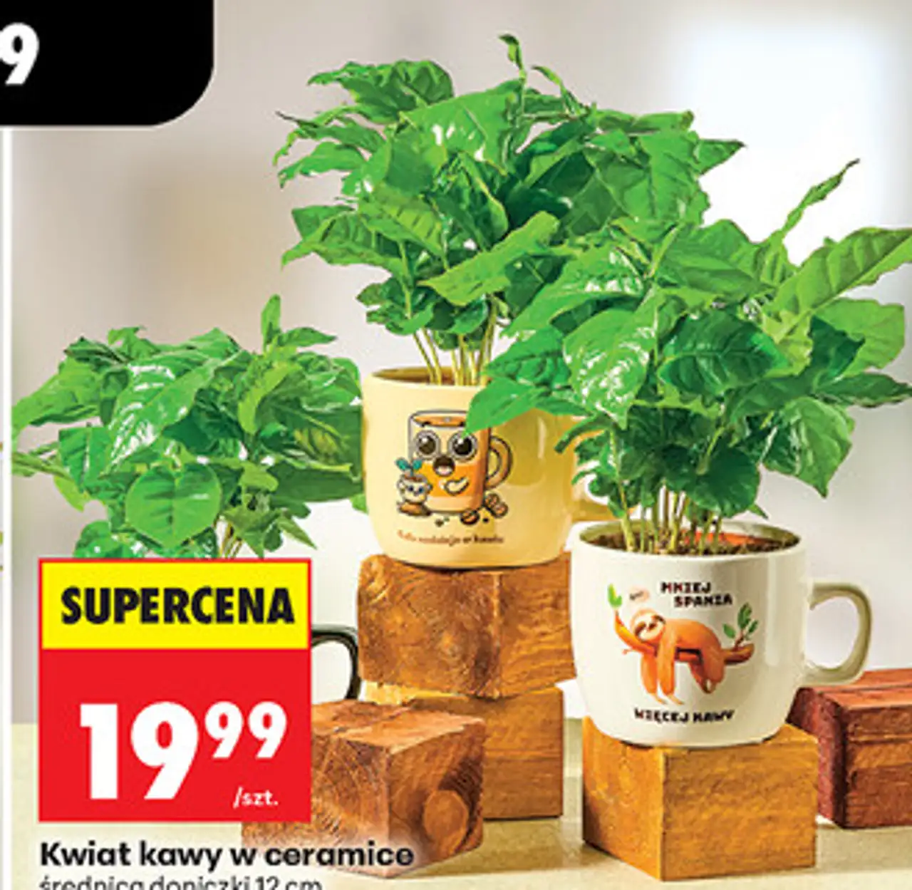 Kwiat kawy w ceramice średnica doniczki 12 cm