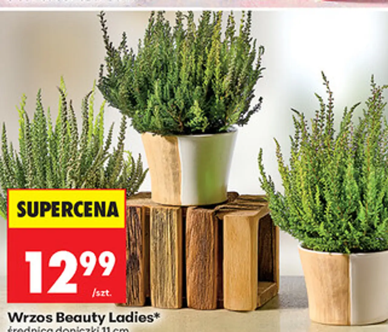 Wrzos Beauty Ladies średnica doniczki 11 cm