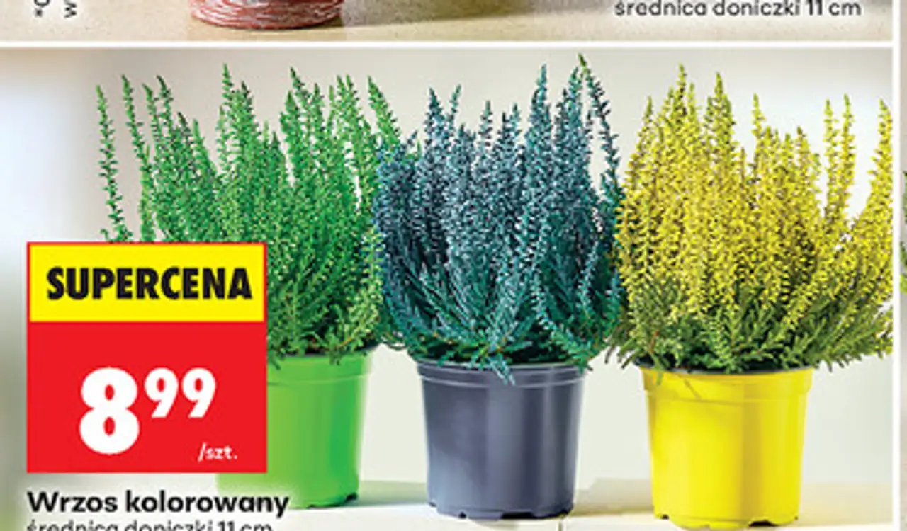 Wrzos kolorowy średnica doniczki 11 cm