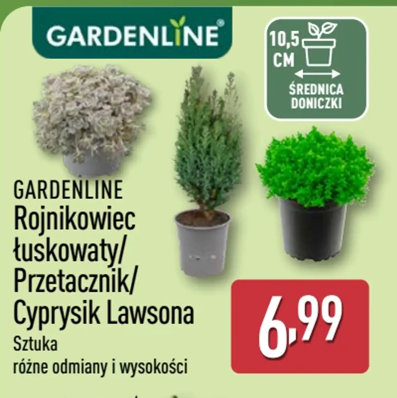 GARDENLINE Rojnikowiec łuskowaty / Przetacznik / Cyprysik Lawsona