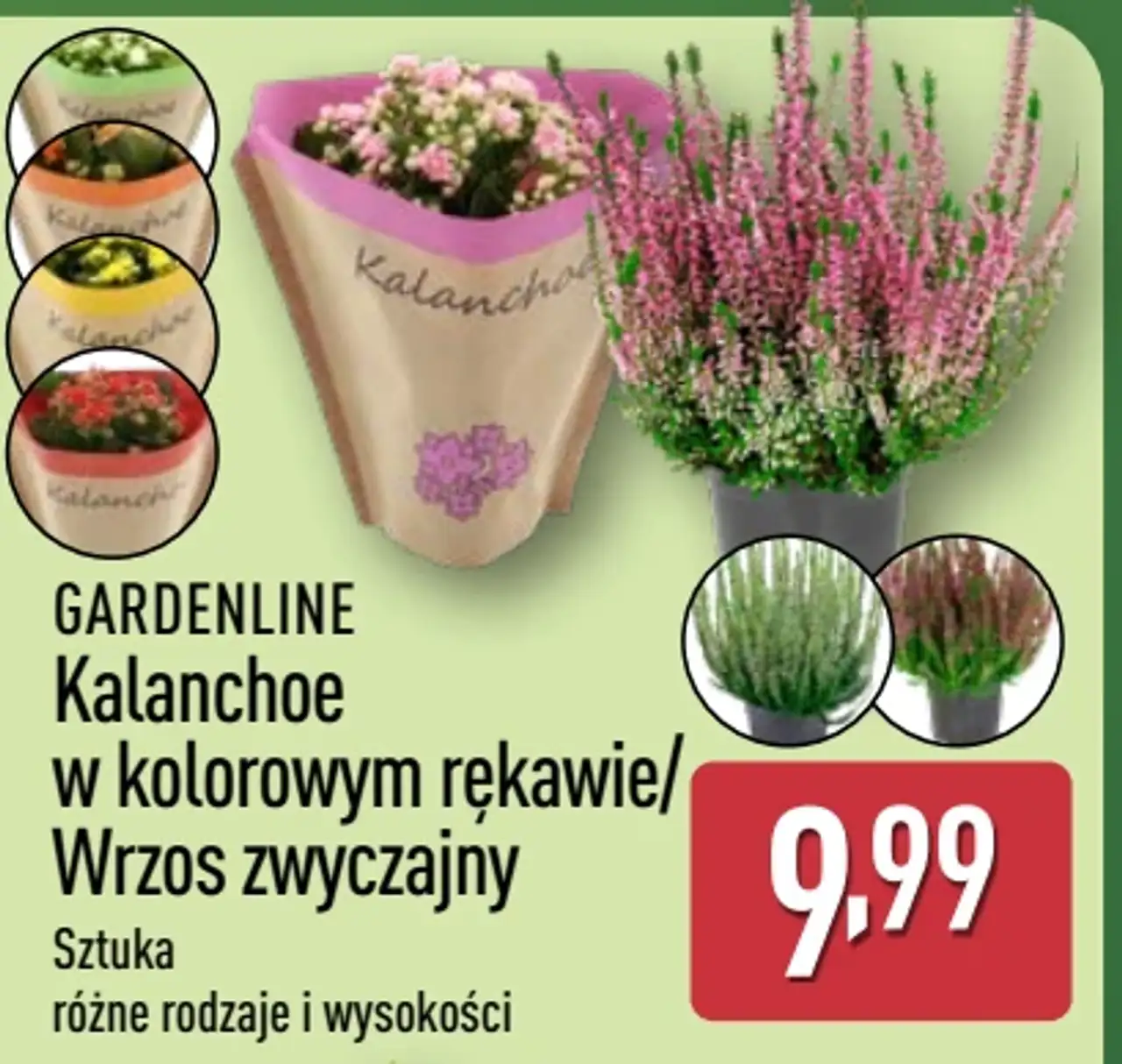 GARDENLINE Kalanchoe w kolorowym rękawie / Wrzos zwyczajny