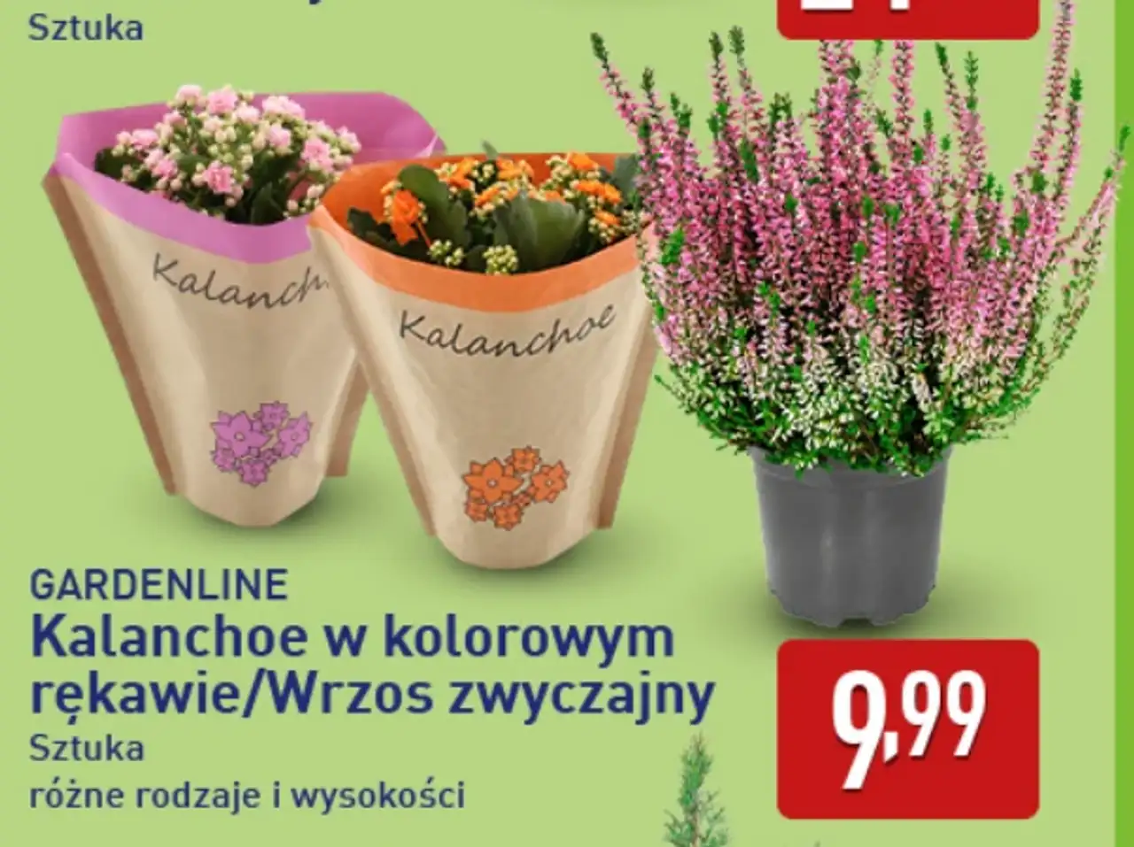 GARDENLINE Kalanchoe w kolorowym rękawie/Wrzos zwyczajny