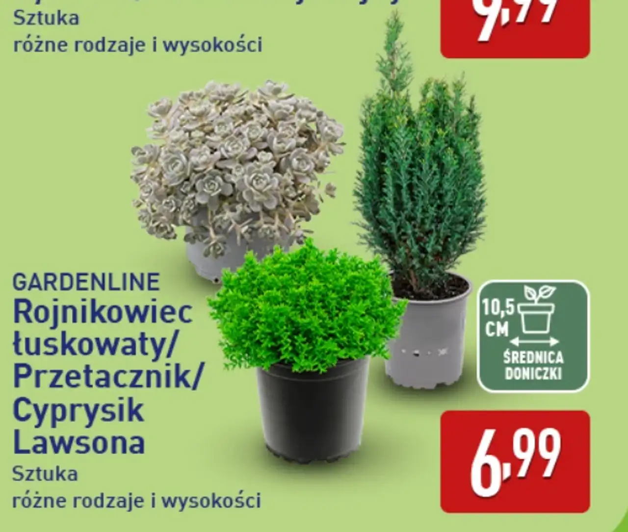 GARDENLINE Rojnikowiec łuskowaty/Przetacznik/Cyprysik Lawsona