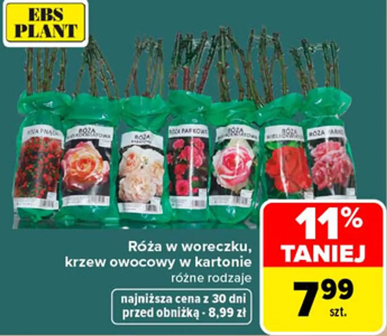 Róża w woreczku, krzew owocowy w kartonie różne rodzaje EBS PLANT