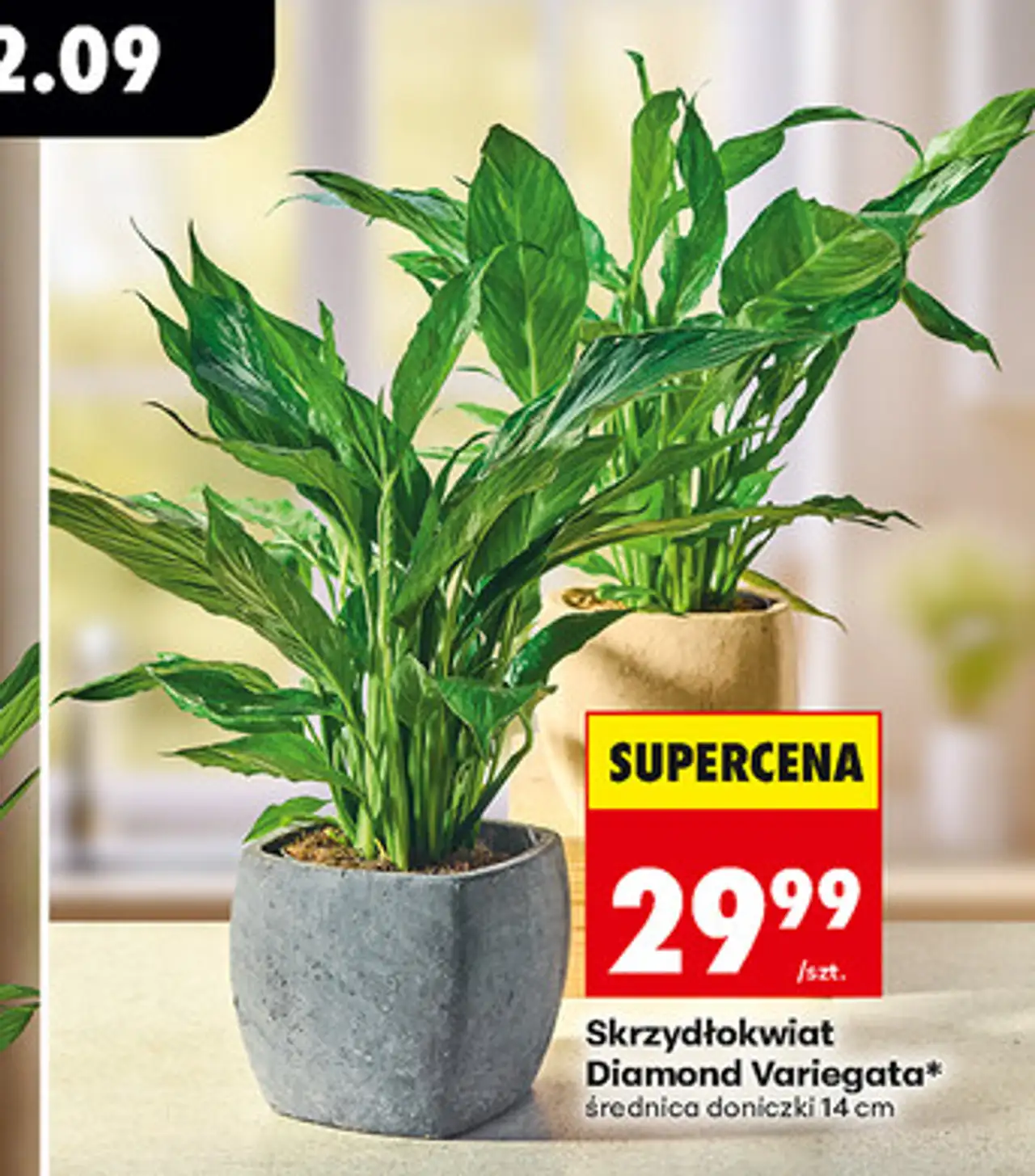 Skrzydłokwiat Diamond Variegata* średnica doniczki 14 cm