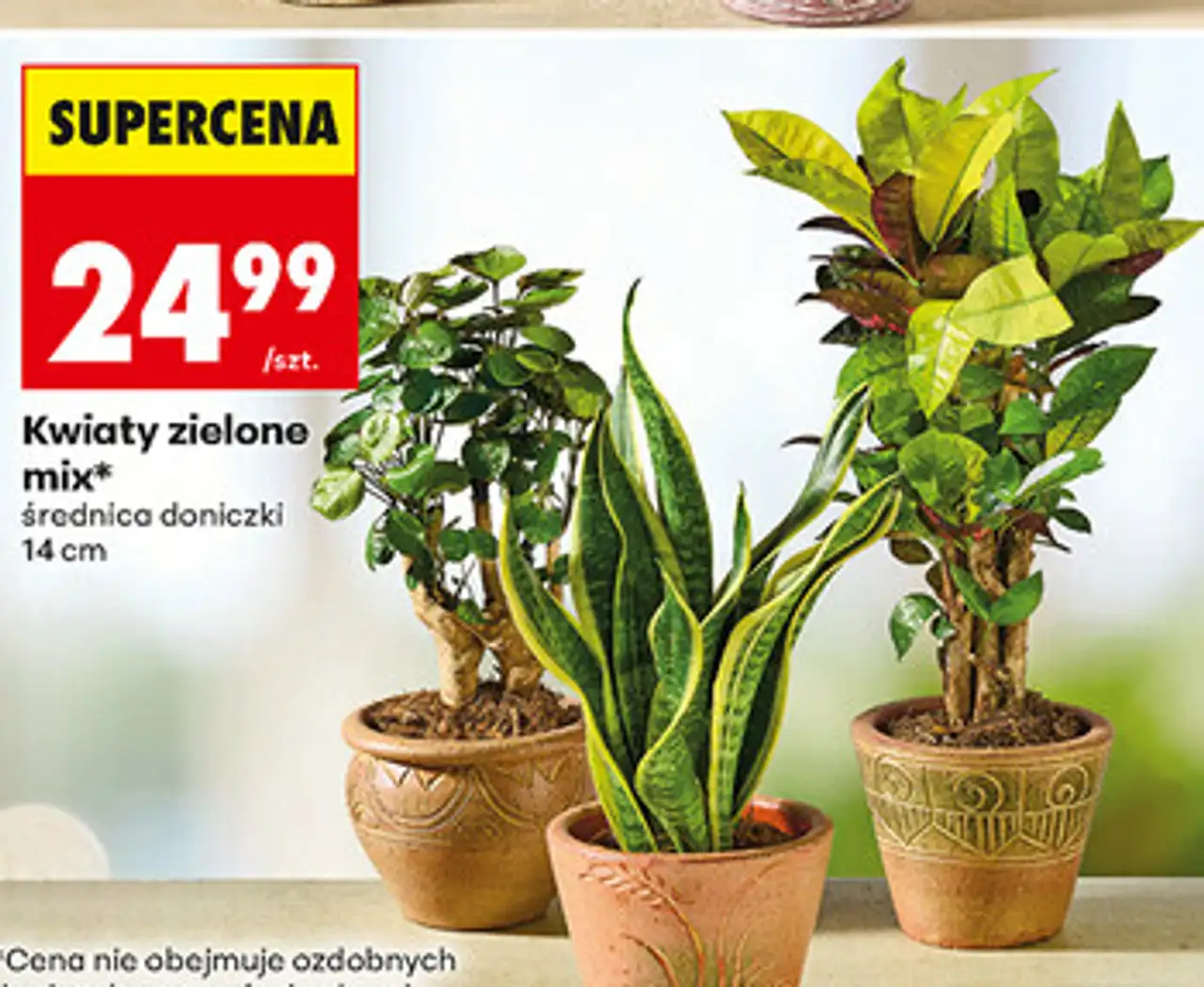 Kwiaty zielone mix* średnica doniczki 14 cm