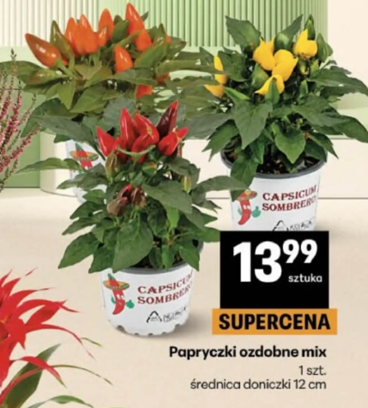 Papryczki ozdobne mix