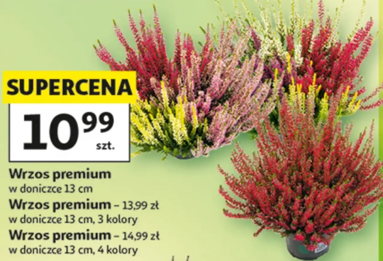 Wrzos premium w doniczce 13 cm