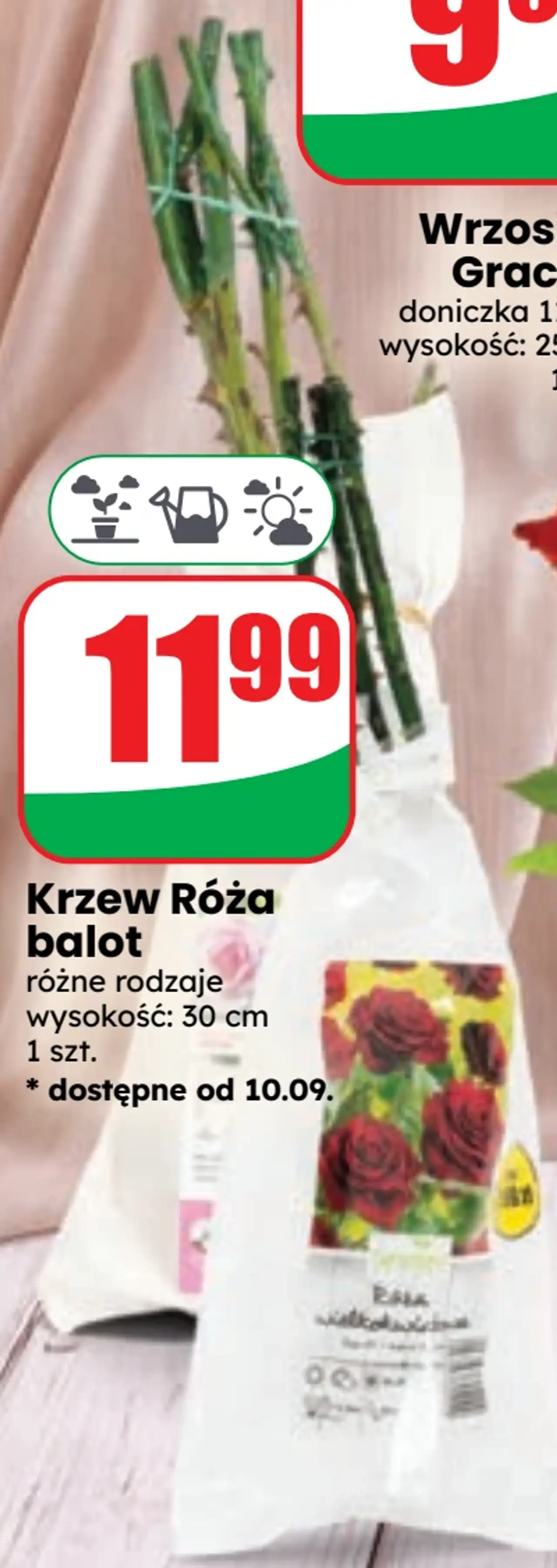 Krzew Róża balot