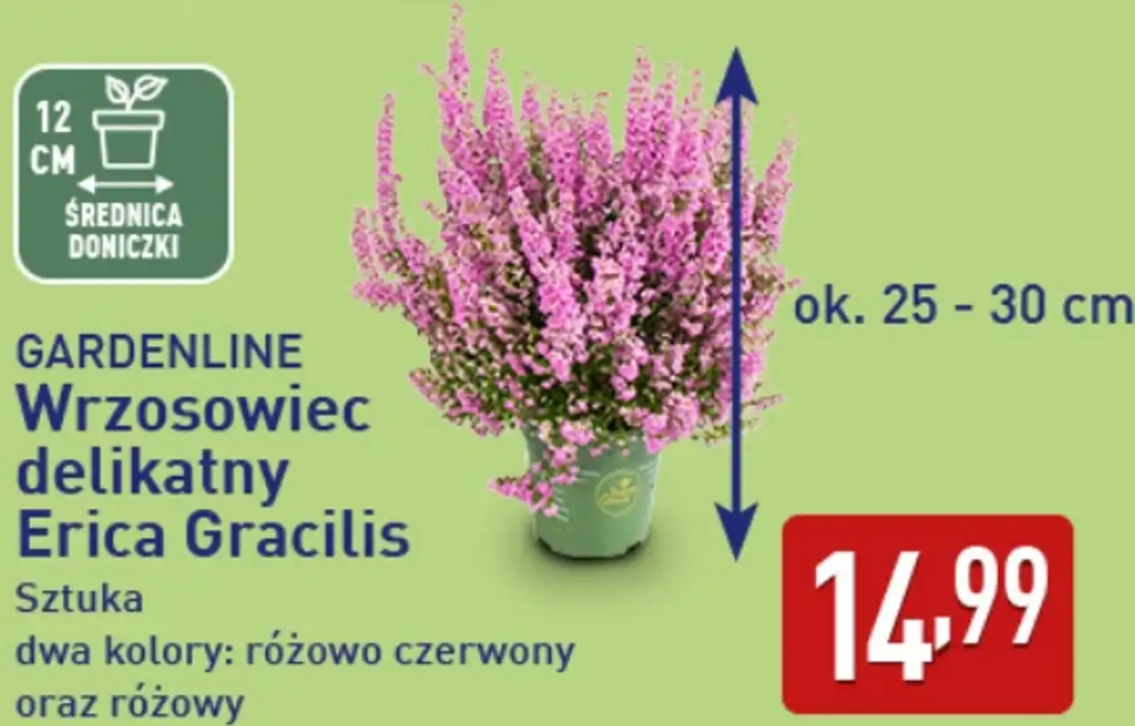 GARDENLINE Wrzosowiec delikatny Erica Gracilis