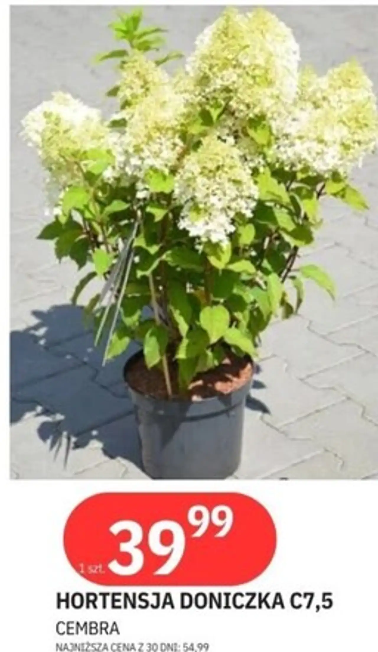 Hortensja doniczka C7,5 Cembra