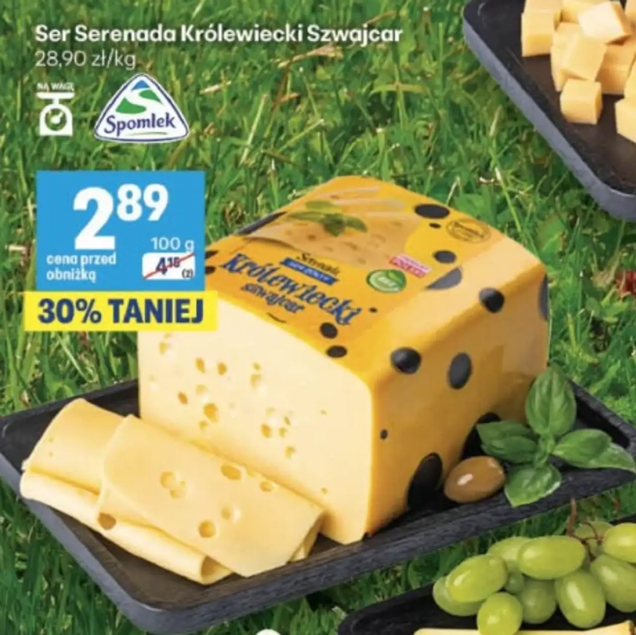 Ser Serenada Królewiecki Szwajcar