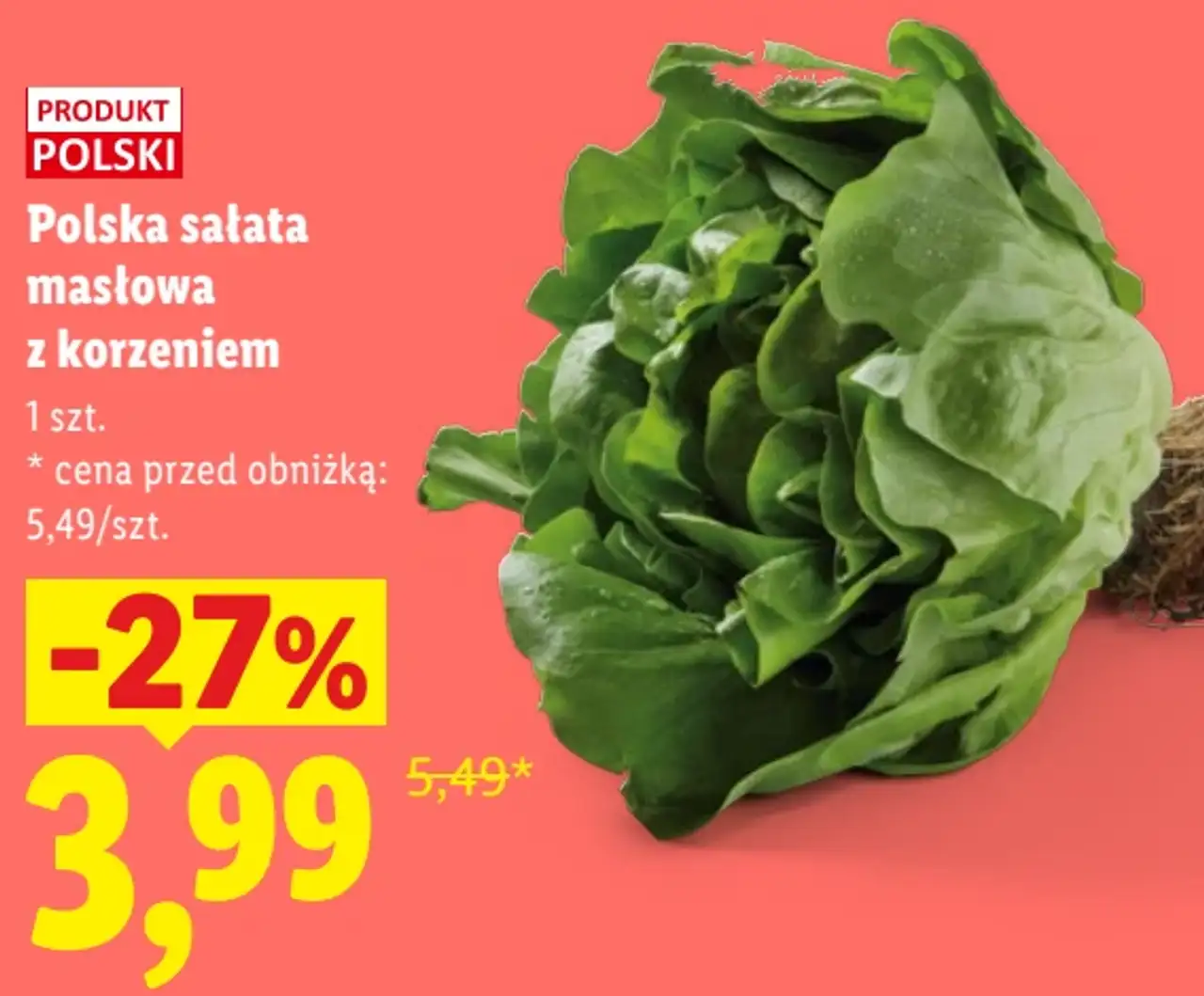 Polska sałata masłowa z korzeniem