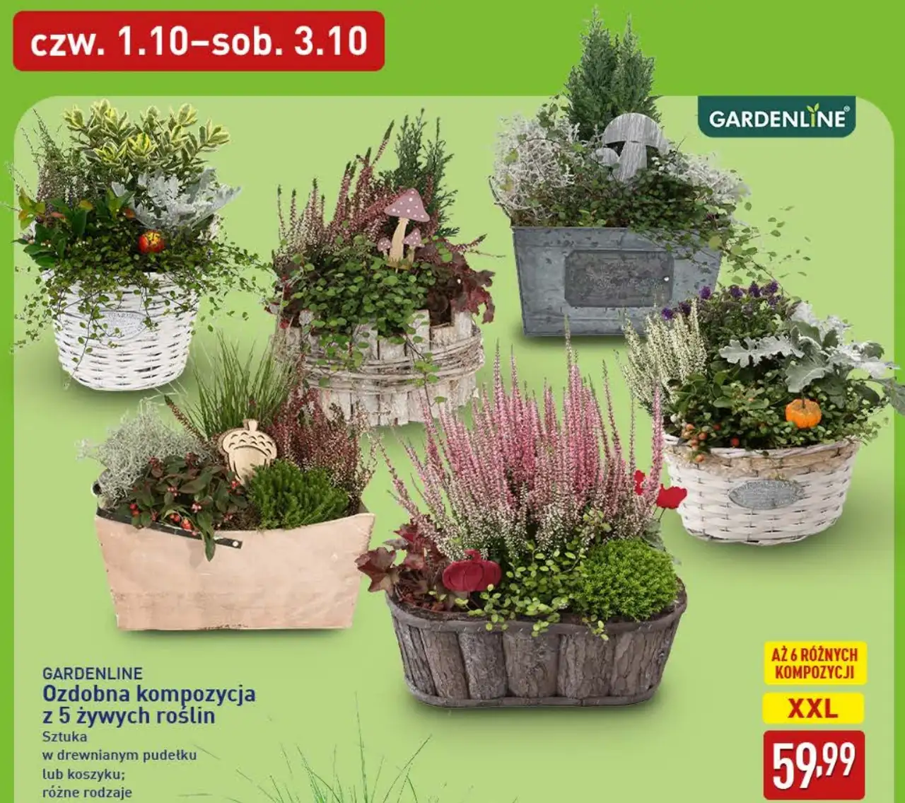 GARDENLINE Ozdobna kompozycja z 5 żywych roślin XXL