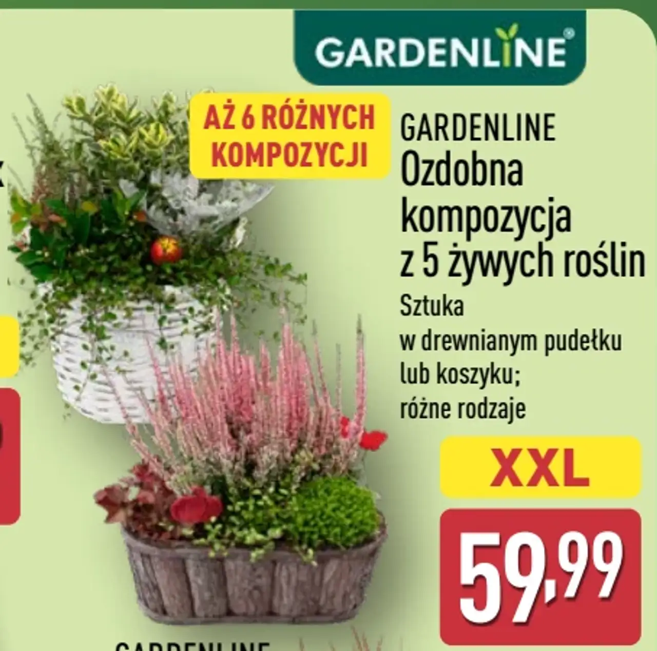 GARDENLINE Ozdobna kompozycja z 5 żywych roślin