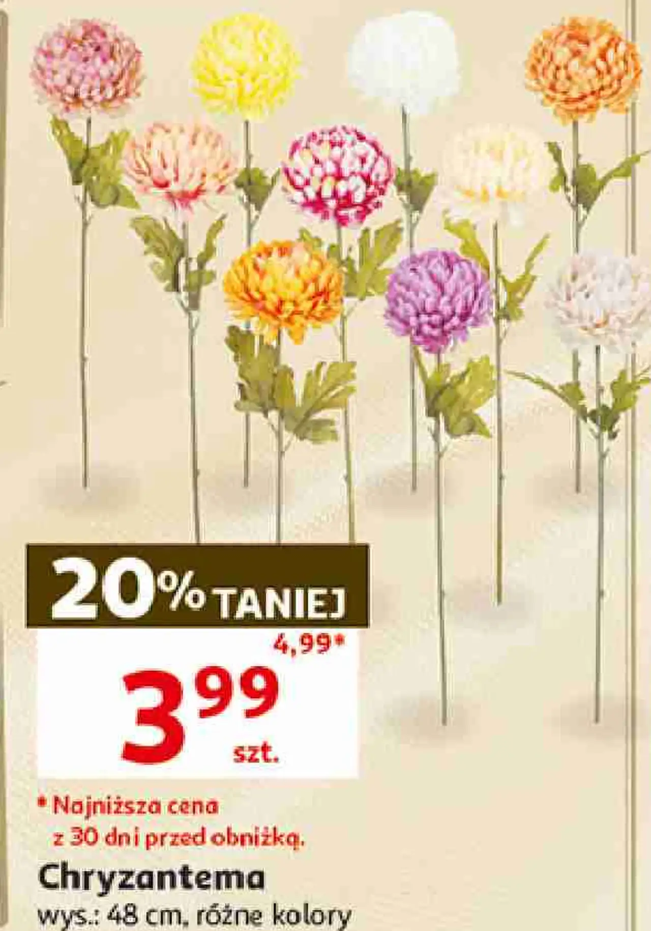 Chryzantema, wys.: 48 cm, różne kolory