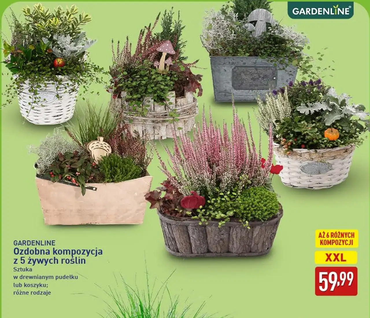 GARDENLINE Ozdobna kompozycja z 5 żywych roślin