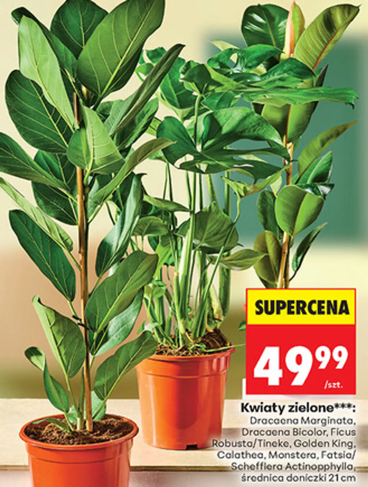 Kwiaty zielone (Dracaena, Ficus, Calathea, Monstera, Fatsia/Schefflera)