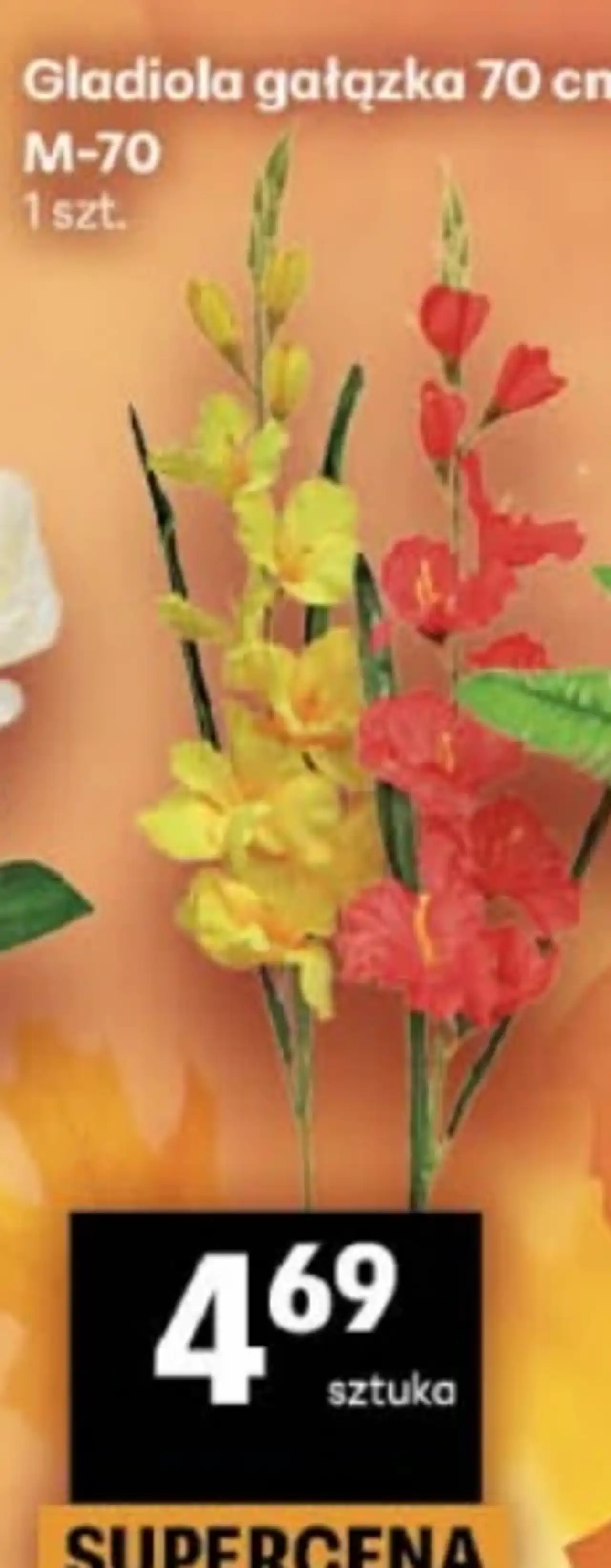 Gladiola gałązka 70 cm M-70