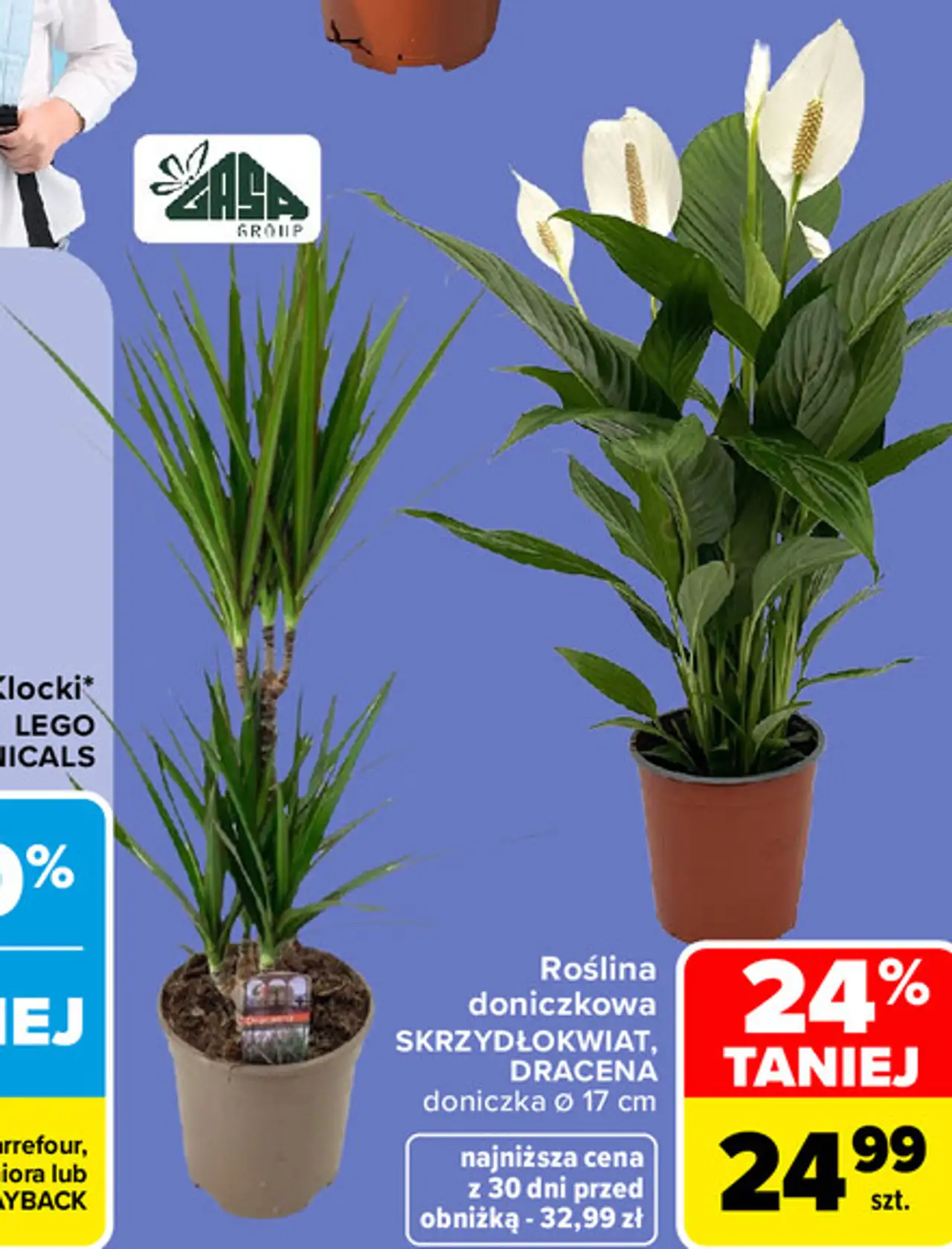 Roślina doniczkowa SKRZYDŁOKWIAT, DRACENA