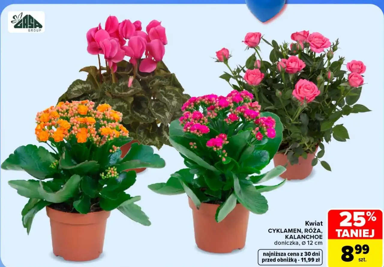 Kwiaty doniczkowe Cyklamen, Róża, Kalanchoe Ø 12 cm