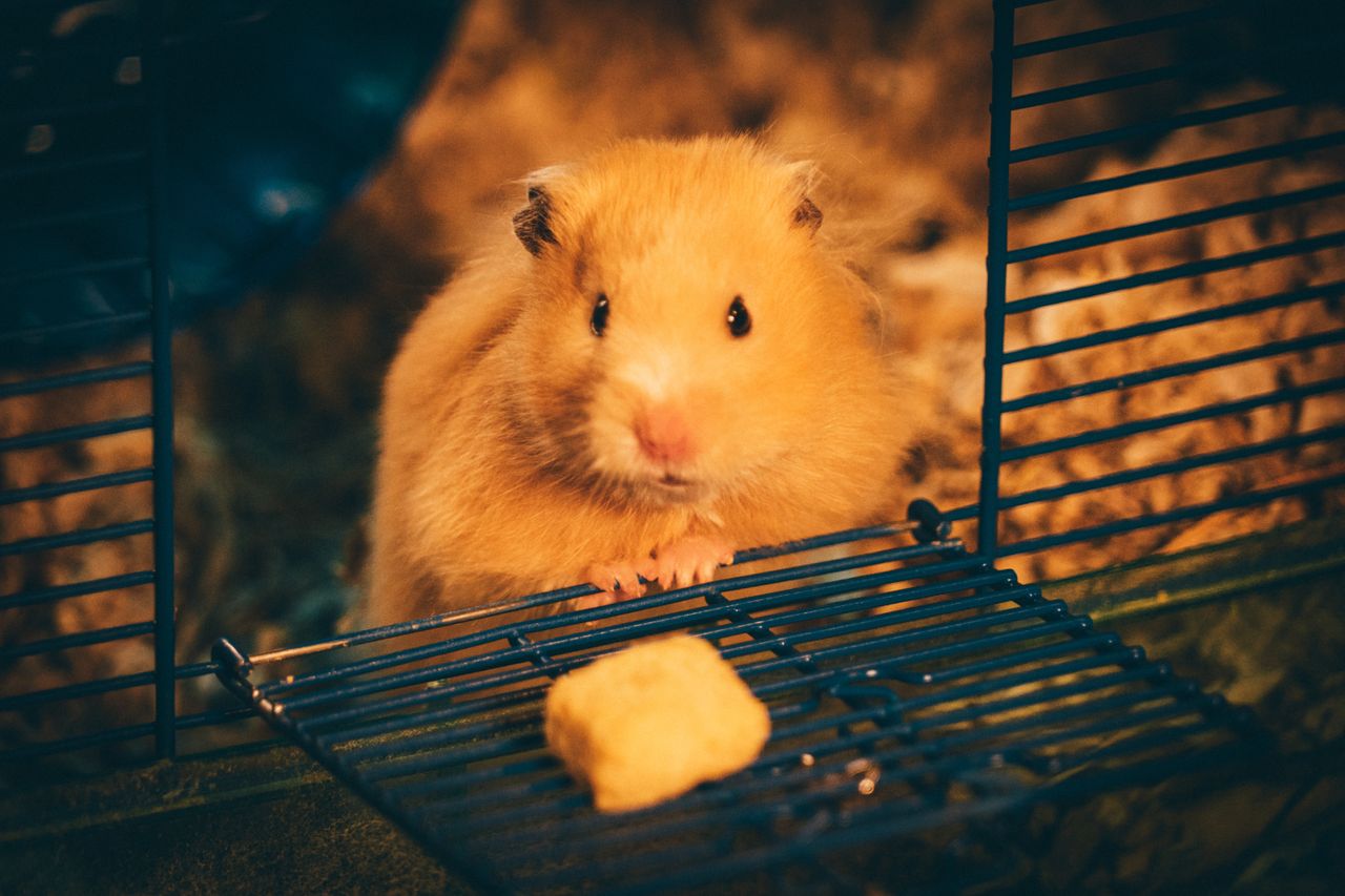 Chomik