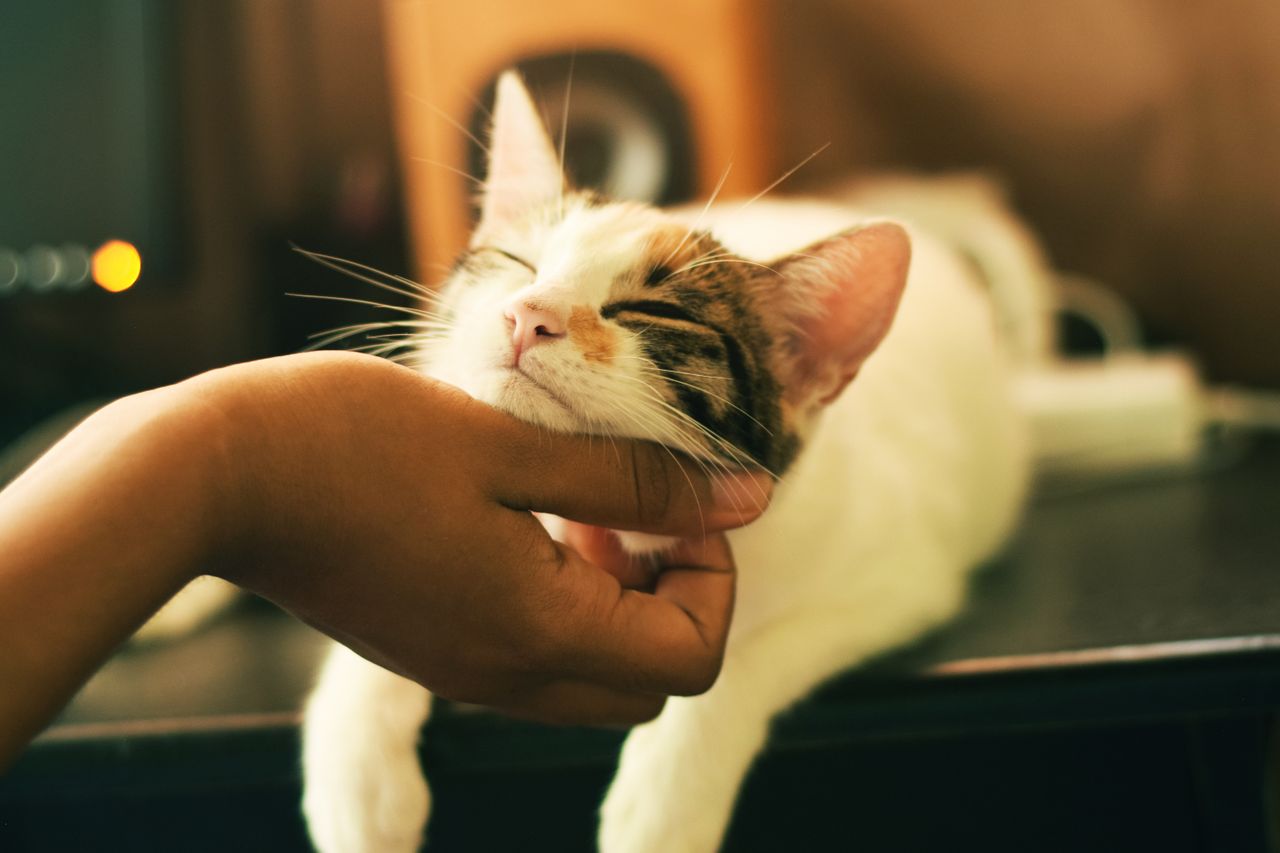 Kot
