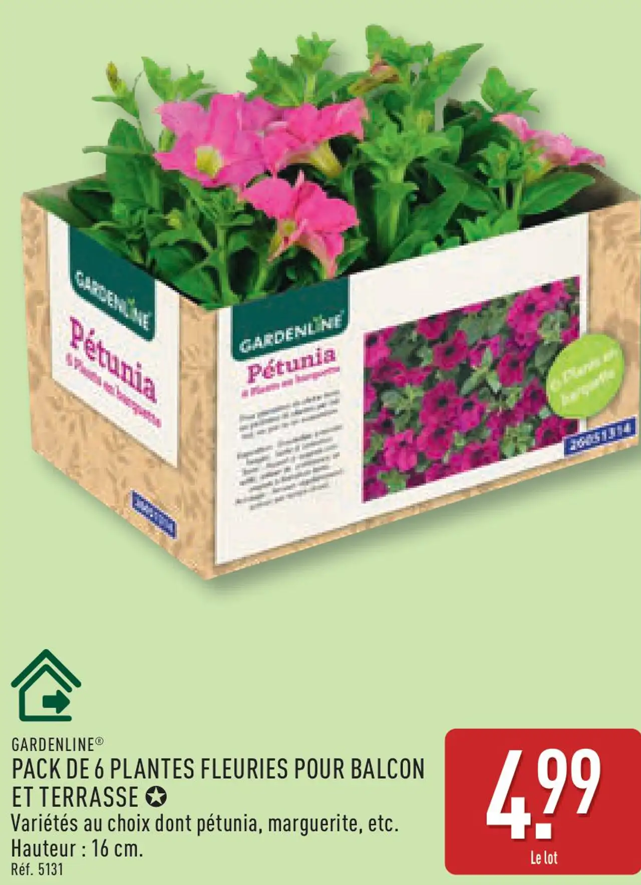 PACK DE 6 PLANTES FLEURIES POUR BALCON ET TERRASSE