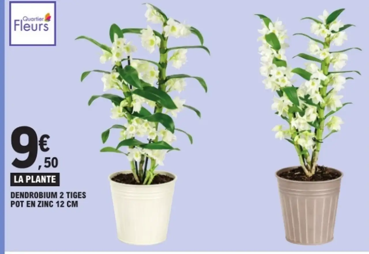 Quartier Fleurs Dendrobium 2 Tiges Pot en Zinc 12 cm
