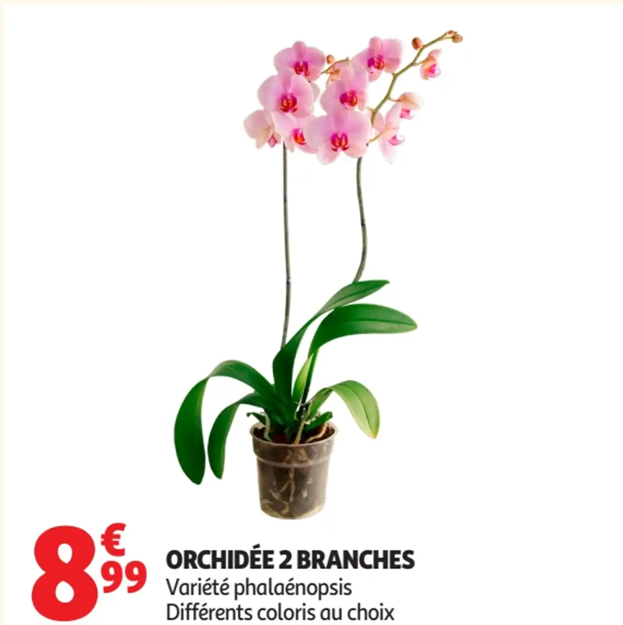 ORCHIDÉE 2 BRANCHES Variété phalaenopsis