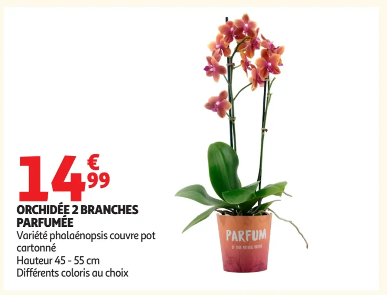 Orchidée 2 branches parfumée