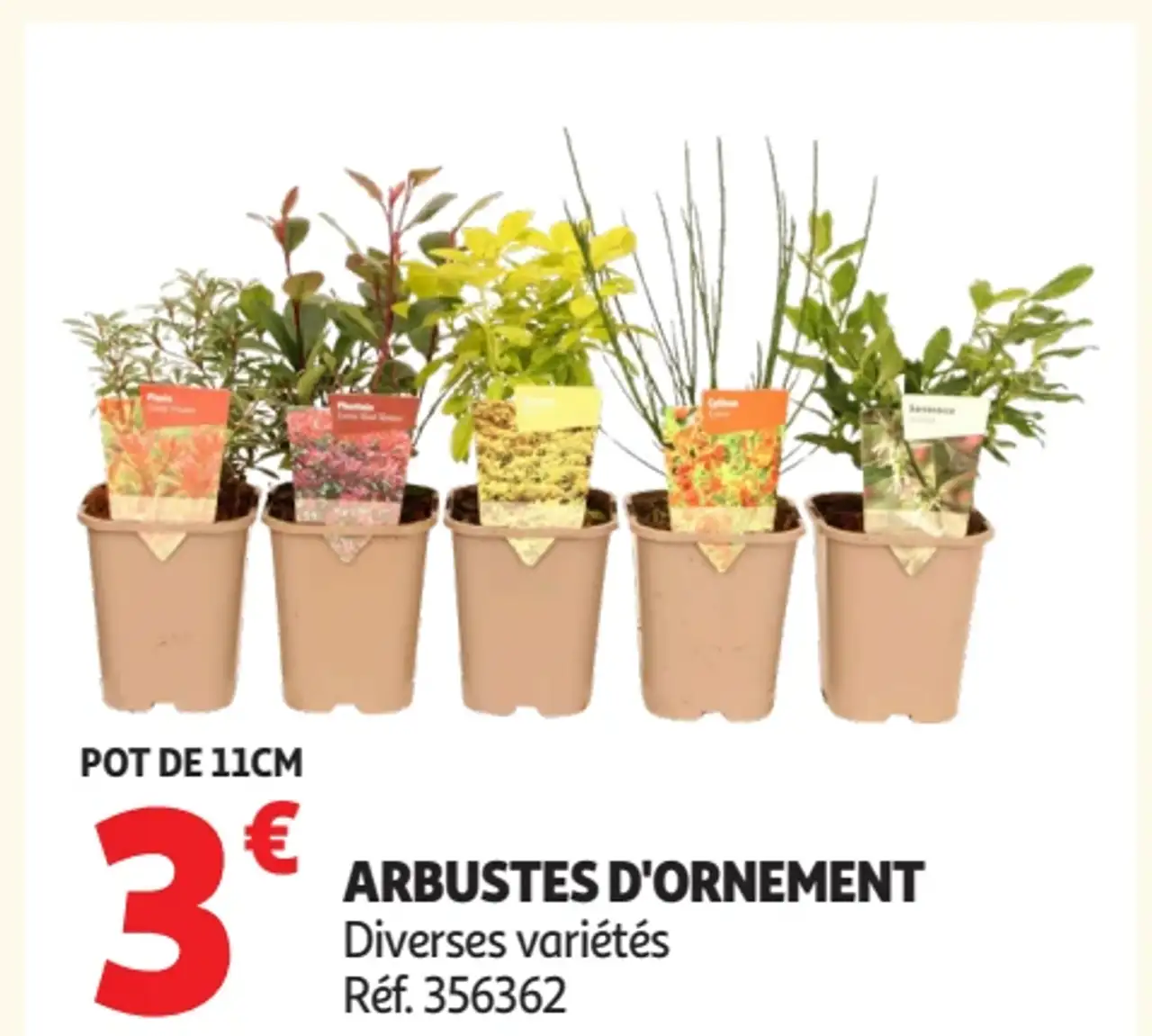 Arbustes d'ornement