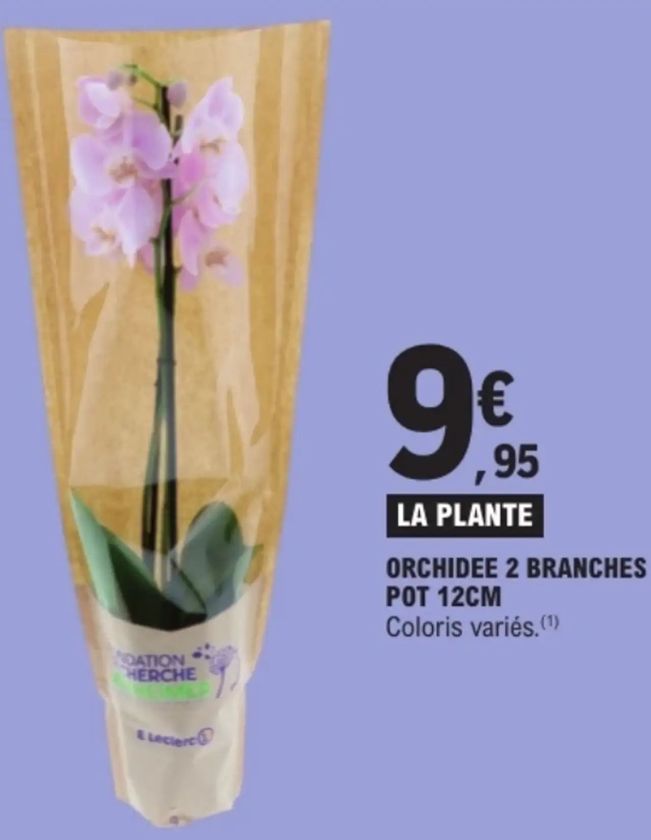 ORCHIDEE 2 BRANCHES POT 12CM Quartier Fleurs