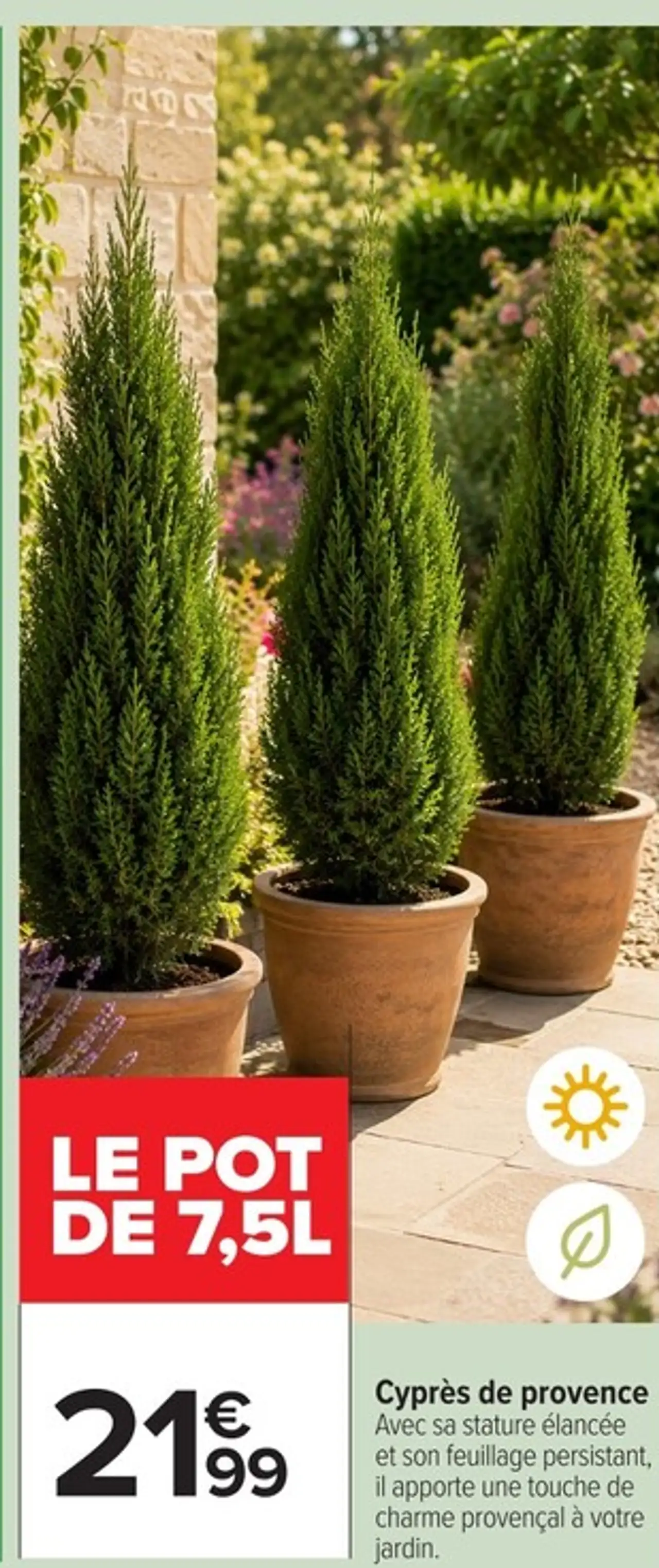 Cyprès de provence Le pot de 7,5L