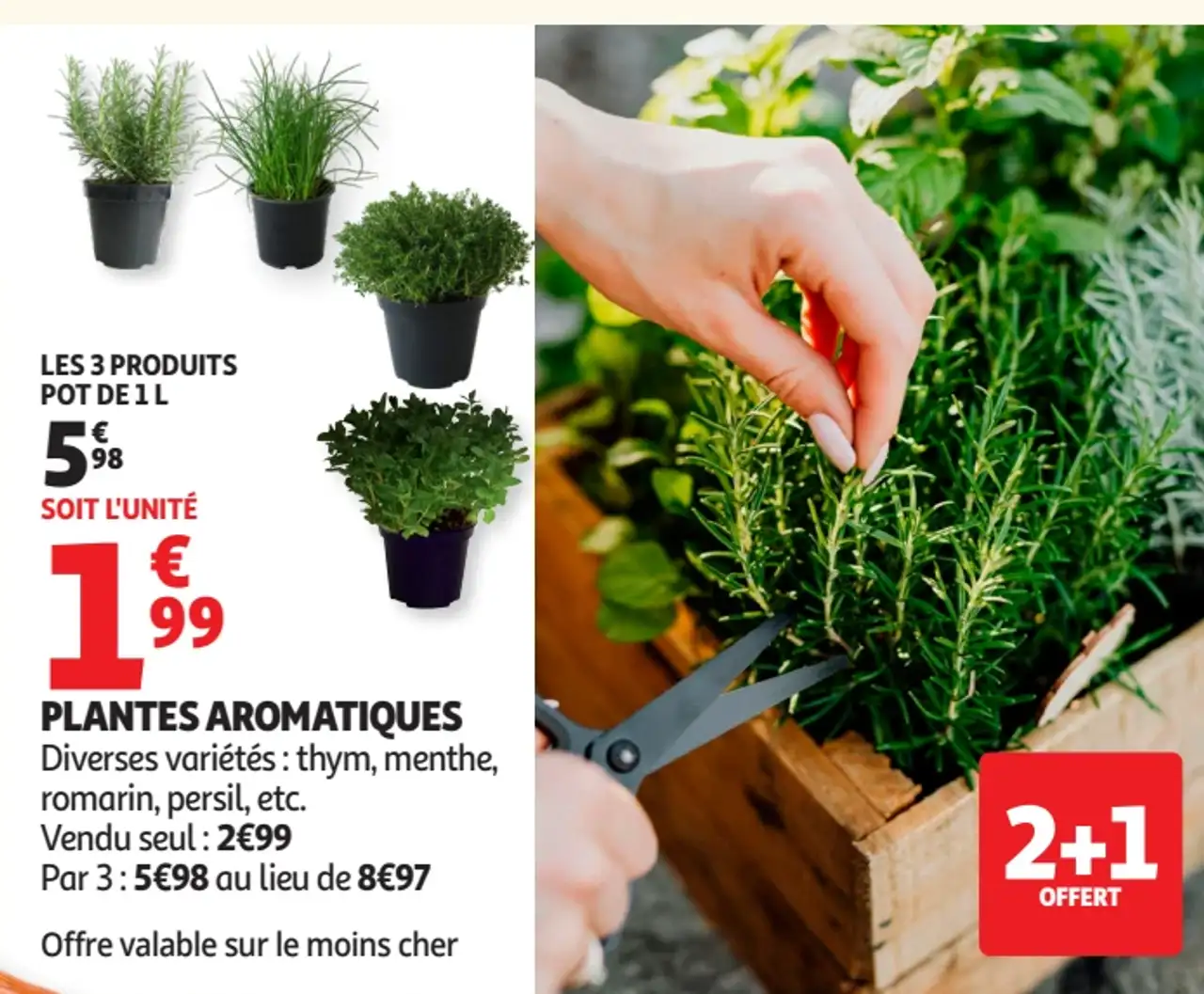 Plantes aromatiques