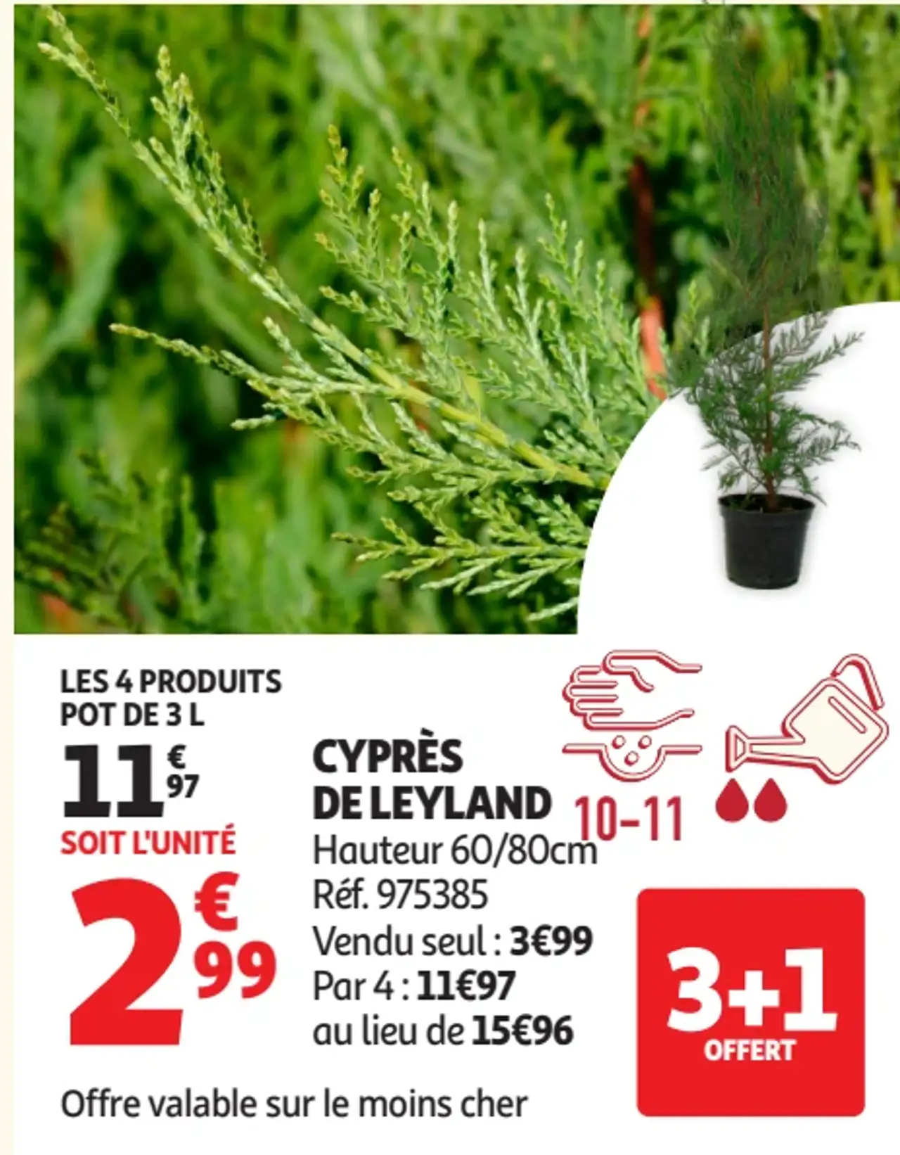 CYPRÈS DE LEYLAND Hauteur 60/80cm