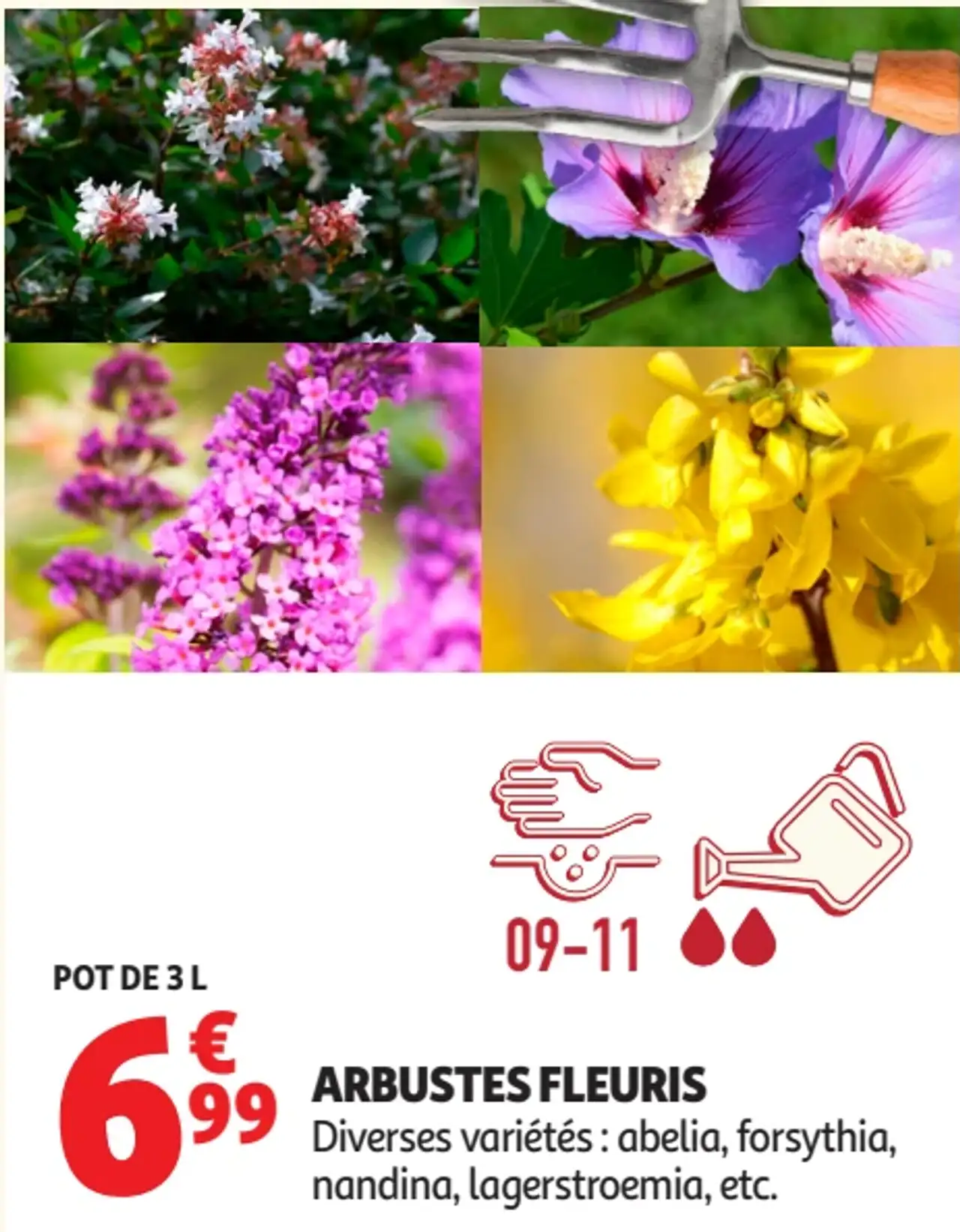 ARBUSTES FLEURIS Diverses variétés : abelia, forsythia, nandina, lagerstroemia, etc.